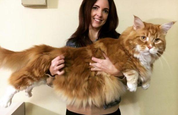 Стаття Самый длинный кот в мире — 1,2 м Ранкове місто. Крим