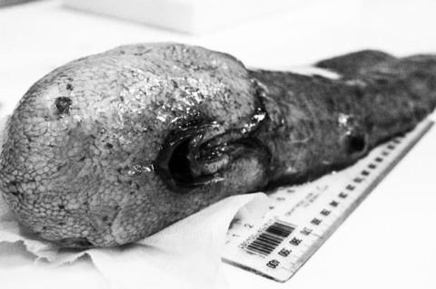Стаття Ученые впервые за полтора столетия выловили рыбу «с двумя задними частями» без лица Ранкове місто. Крим